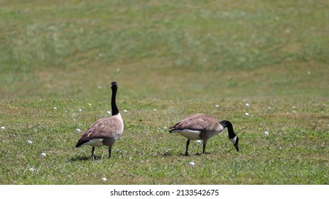 Two Canadian Geese In A Grassland