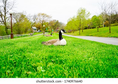 Two Canadian Geese Laying In The Grass.