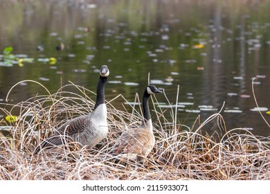 Two Canadian Geese In The Nest By Lake Side