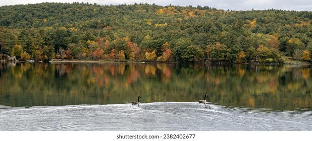 Two Canadian Geese swim across glass-like lake water as colorful trees adorn the water's edge.  Mountains ae in the background.