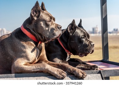 Two cane-corso dogs lie on the field for training, obedience. Close-up photo.