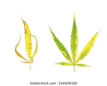 Two Cannabis Leaves Show Signs Of Nutrient Deficiency, Isolated​ On A White Background.