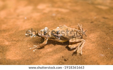 Two canyon tree frogs, dryophytes arenicolor, mating in water in  in Zion National Park, Utah, USA. Animal reproduction concept