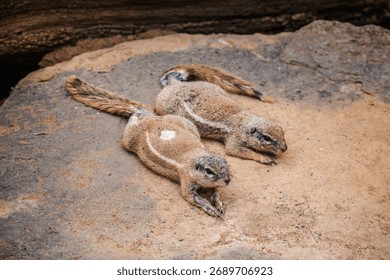 Two Cape ground squirrels lying close together on sandy ground and resting in their natural environment. High quality photo