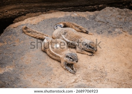 Two Cape ground squirrels lying close together on sandy ground and resting in their natural environment. High quality photo