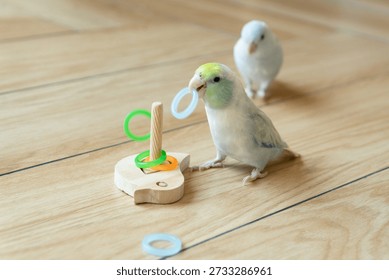 Two Captive Forpus Parrotlets Playing with a Wooden Toy on the Floor in Soft Indoor Light