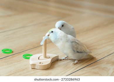 Two Captive Forpus Parrotlets Playing with a Wooden Toy on the Floor in Soft Indoor Light