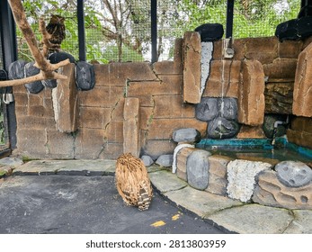 Two captive owls inside a stone-walled outdoor enclosure with a small water feature.