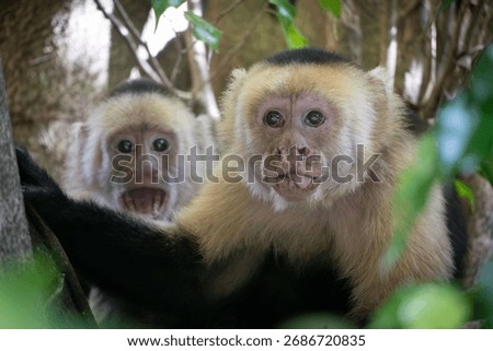 Two capuchin monkeys playfully interacting in a lush forest setting, showcasing their expressive faces and natural habitat.