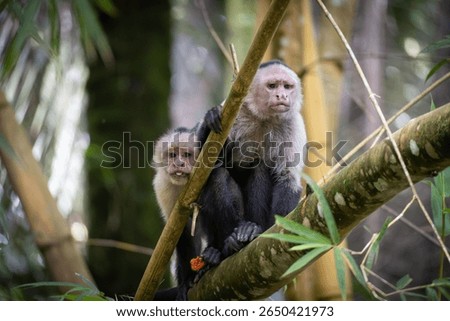 Two capuchin monkeys sitting on a tree branch in a lush forest setting, displaying natural behavior and interaction.