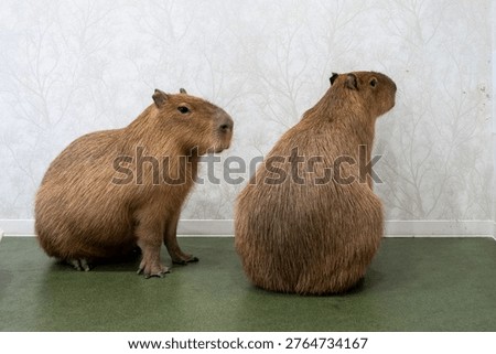 Two capybaras sitting backwards at Capibara cafe in Tokyo.