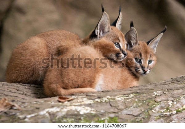 Two caracal huddle together for warmth in the cold
weather. Persian lynx cubs lies with his head to himself on a tree
trunk. Detail on young african lynx - wild cats native to Africa
with fluffy fur