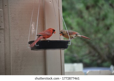 Two Cardinals In A Forest 