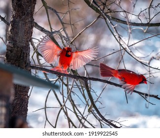 Two Cardinals In Mid Flight