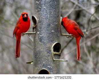 Two Cardinals On A Bird Feeder 