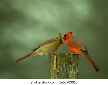 Two Cardinals Perched On A Wooden Post