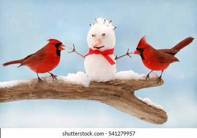 Two cardinals and snow man