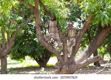 Two Carefree Smiling Black Boys Having Fun Climbing Up A Tree On A West African Mango Plantation