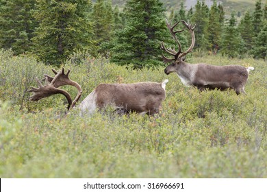 894 Caribou hoof Images, Stock Photos & Vectors | Shutterstock