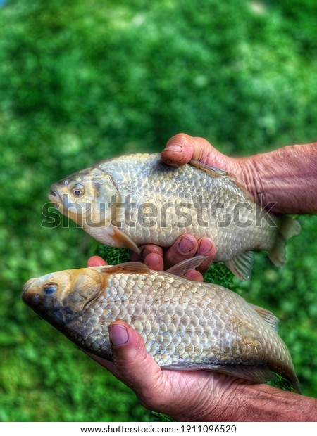 Two carp fish in mans\
hands