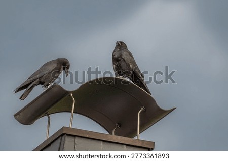 Two carrion crows (Corvus corone) perched on modern rooftop sculpture against clear sky, minimal urban wildlife scene, symbolic birds, copy space.