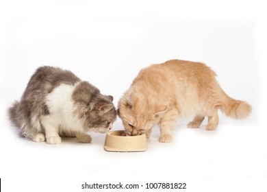 two cat eating food from front view - Shutterstock ID 1007881822
