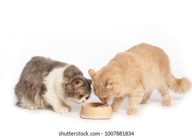 two cat eating food from front view - Shutterstock ID 1007881834