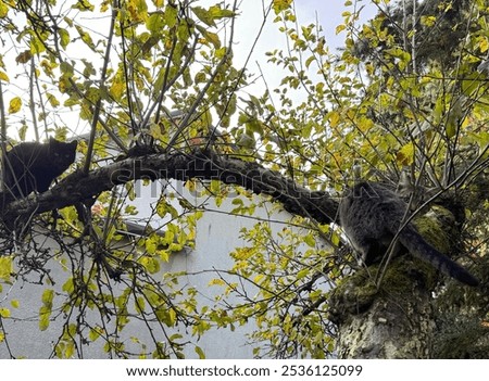 Similar – Image, Stock Photo Playing cats Climbing