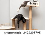 two cat laying, sleeping, relaxing on a soft cats shelf of a cats house, cat tower, cat tree on top indoors. a grey and white cat laying on top of a scratching post. pet ownership, pet friend