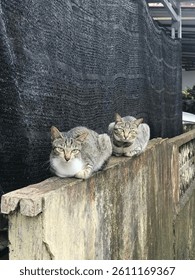 two cat sitdown and relax