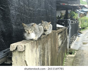 two cat sitdown and relax. 