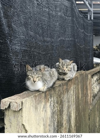 two cat sitdown and relax