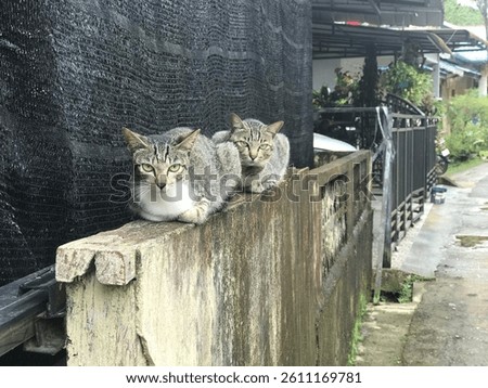 two cat sitdown and relax. 