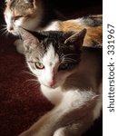 Two Cats
