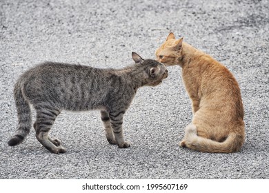 vulgar Anuncio Dispuesto 811 fotos de Gato aullando - Fotos, imágenes y otros productos fotográficos  de stock | Shutterstock