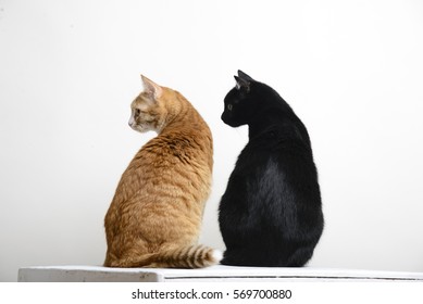 Two Cats Black And Red Back To Camera On White Background