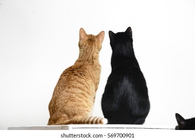 Two Cats Black And Red Back To Camera On White Background