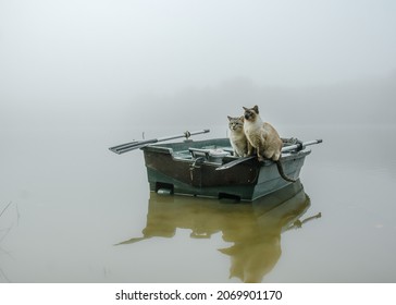 Two cats in a boat in a foggy lake