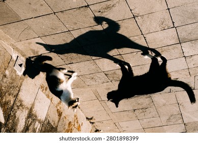 Two cats casting dramatic shadows on a tiled pavement under warm afternoon sunlight, creating a creative street photography composition with contrast, light, and geometric patterns.