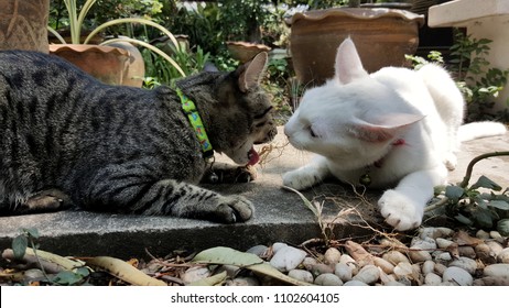 Two Cats Chewing Root Of Catnip Tree In The Garden.