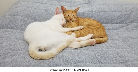 Two Cats Cuddling In Bed