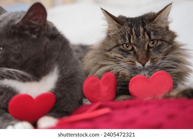 Two Cats Cuddling. Cat Couple. Cute Domestic Tabby Friendly Cats in Embrace Lying on the Bed. 2 Kitty Washing Together, Have Friendship. Feline Resting, Snuggling. Happy Beautiful Pets in Love Hugging - Powered by Shutterstock