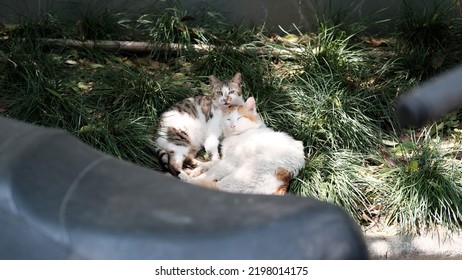 Two Cats Cuddling In Grass