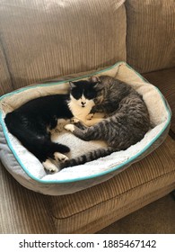 Two Cats Cuddling On A Couch.