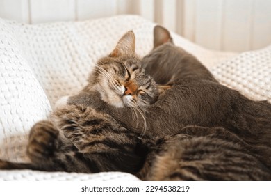 Two cats cuddling on white blanket at home. Cute domestic striped friendly cats. 2 sleepy kittens washing comfortably. Family couple feline resting together. Happy tabby beautiful pets in love hugging - Powered by Shutterstock