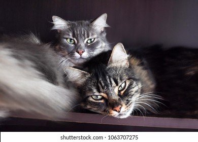 Two Cats Cuddling Up Together Being Relaxed