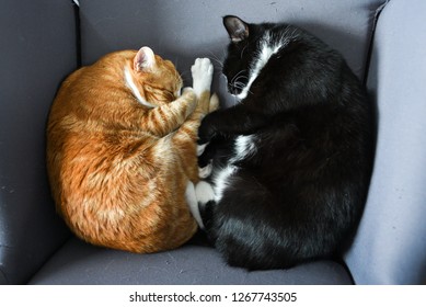 Two Cats Cuddling Together On A Chair At Home.