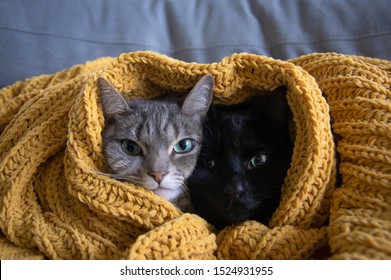 Two Cats Cuddling Under A Blanket