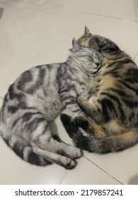 Two Cats Cuddling In A Warm House.