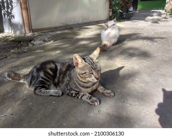 Two Cats With Different Fur Patterns